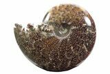 Polished Ammonite (Cleoniceras) Fossil - Madagascar #233487-1